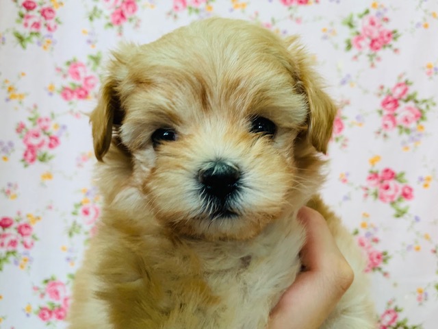 人気のミックス♪マルプーちゃん入舎しました♪