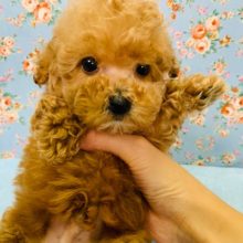 人気のアプリコットカラー☆トイプードルくん♪