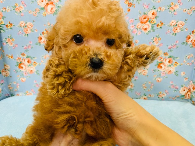 人気のアプリコットカラー☆トイプードルくん♪