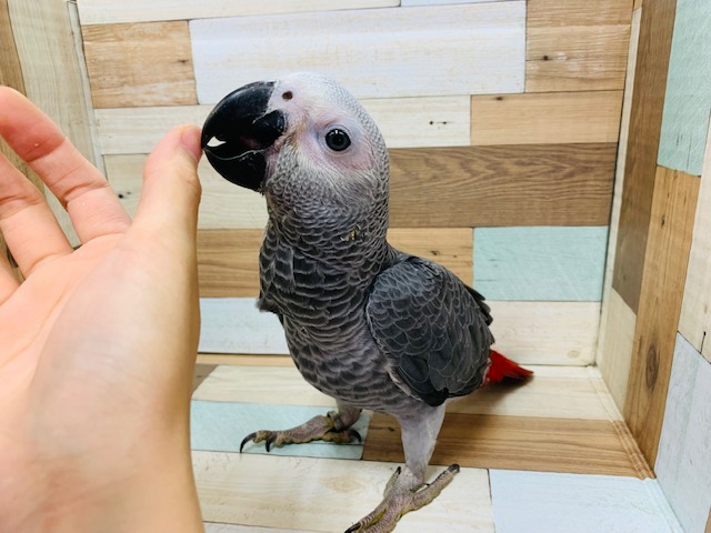 甘えんぼ♡ヨウムさん♪