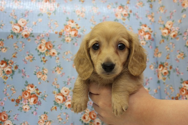 小顔で優しいお顔…♥Ⅿダックスくん♂