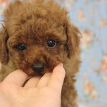 おっとり系美男子★Ｔプードルくんです♂