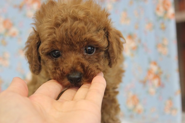 おっとり系美男子★Ｔプードルくんです♂