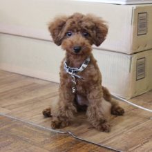 トイプードルちゃん♀