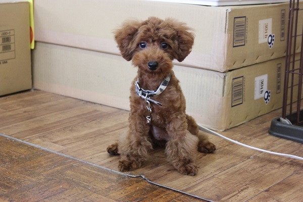 トイプードルちゃん♀