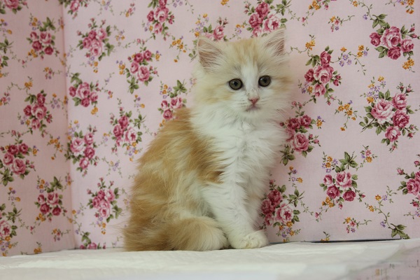 品があります✨つぶらな瞳サイベリアンちゃん♀