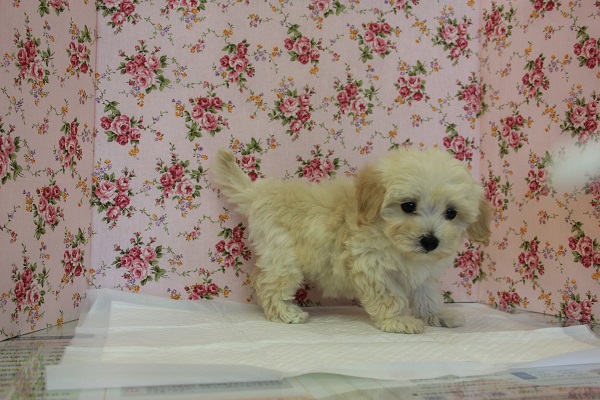 人気のマルプーちゃん★元気いっぱいの女のコです♀