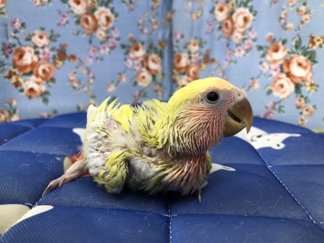 シナモンカラー？コザクラ来ました　7／１撮影