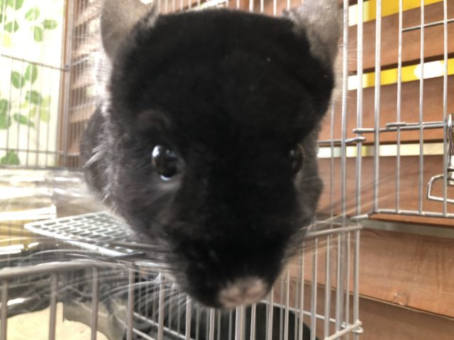 ブラーック！！　可愛すぎです　7／７撮影