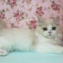 美しく愛らしいです…♥ｽｺﾃｨｯｼｭFちゃん♀