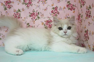 美しく愛らしいです…♥ｽｺﾃｨｯｼｭFちゃん♀