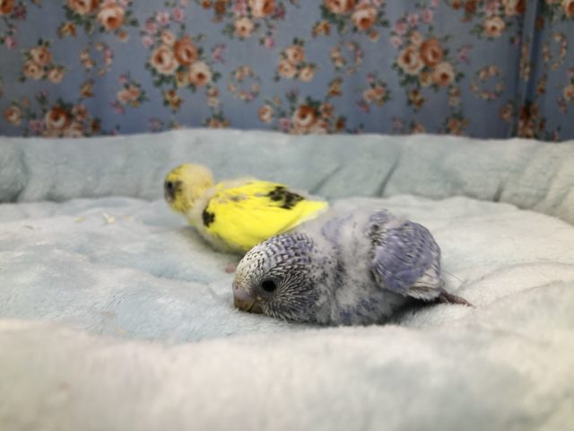 今週は２羽来ました　7／７撮影