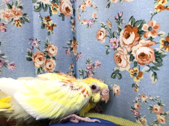 ちょっと恥ずかしがり屋？　7／１４撮影