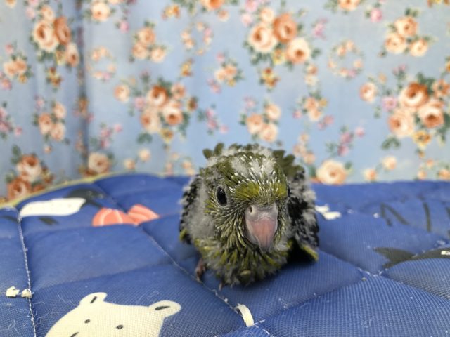 深い色ですね～　ざざなみちゃん　7／１４撮影