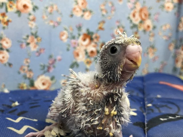 は？ご？ろ？も？　7／１４撮影