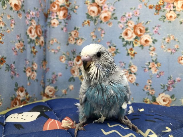 ジャーンボです　7／１４撮影