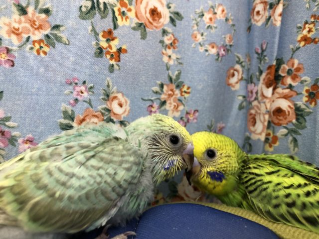 セキセイ入舎情報！　7／１４撮影