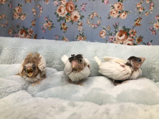 十姉妹兄妹？入舎！　7／１７撮影