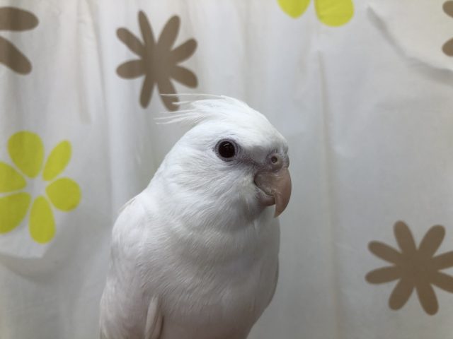 ピュア！　7／１９撮影