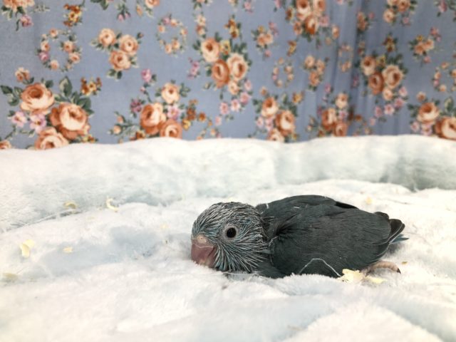 久々！マメルリハ来ました　7／２３撮影