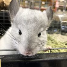 甘ったれボーイです　7／２６撮影