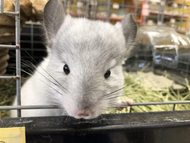 甘ったれボーイです　7／２６撮影