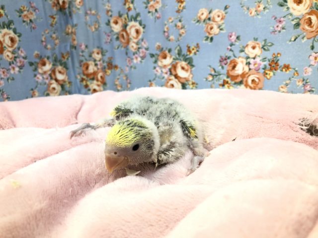 タイガーチェリー来ました　7／２７撮影