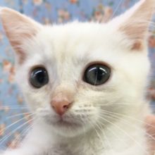 スコティッシュフォールド（レッドタビー＆ホワイト）男の子　２０２１年４月３０日生まれ　入舎！！