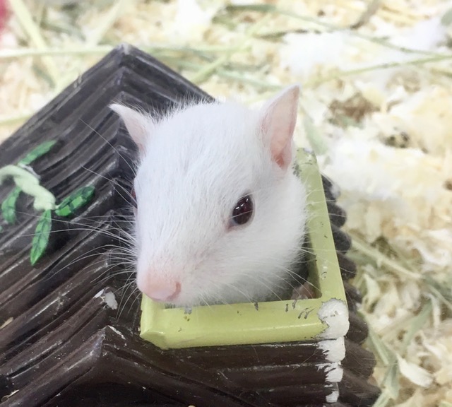 ホワイトシマリス　女の子　２０２１年５月生まれ