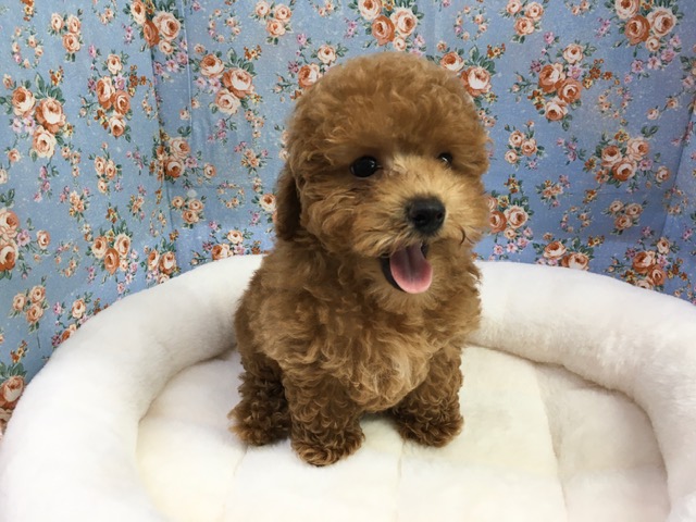 マルチーズ×トイプードル　男の子　２０２１年４月２４日生まれ　入舎！！