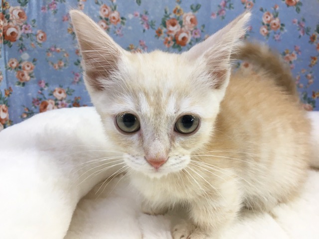 マンチカン（クリームスポテッドタビー）男の子　２０２１年５月１５日生まれ　入舎！！