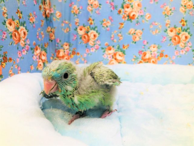 サザナミのスパングル？　7／２３撮影