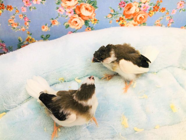 今週もやってきました　十姉妹　7／２３撮影