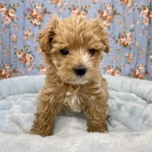 すごくおっとりしてます！ トイプードル×マルチーズMIXの男のコ 2021.7/25撮影