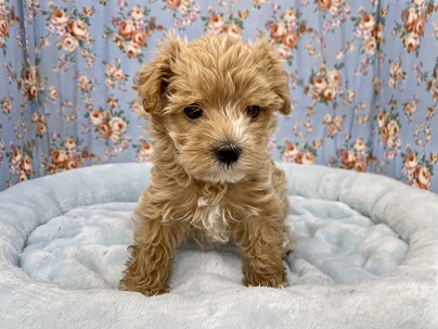 すごくおっとりしてます！ トイプードル×マルチーズMIXの男のコ 2021.7/25撮影