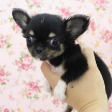 両手にすっぽり！チワワ・女の子！