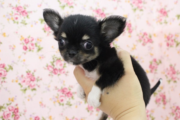 両手にすっぽり！チワワ・女の子！