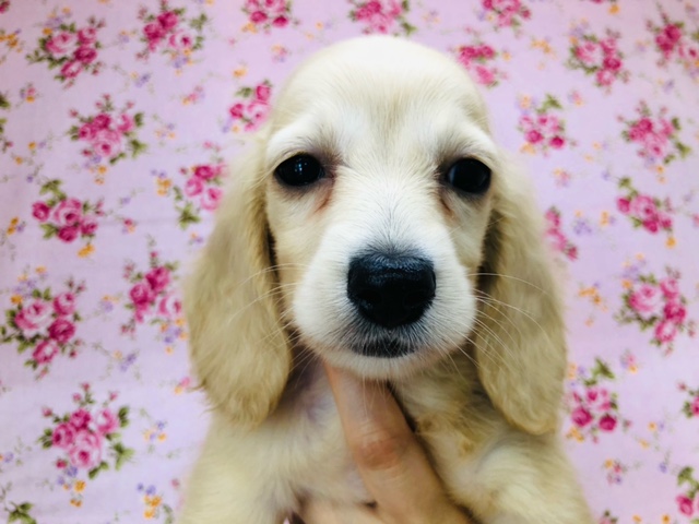 おてんば娘のダックスちゃんいるよ~！