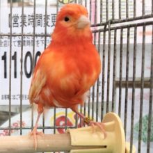 最新画像！赤カナリア（ムフク）　女の子