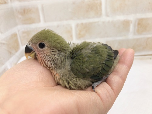 圧倒的かわいさ！コザクラインコ（ノーマル）