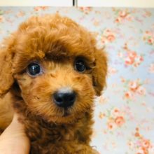 グイグイくるねぇ！プードルくんきたよ！