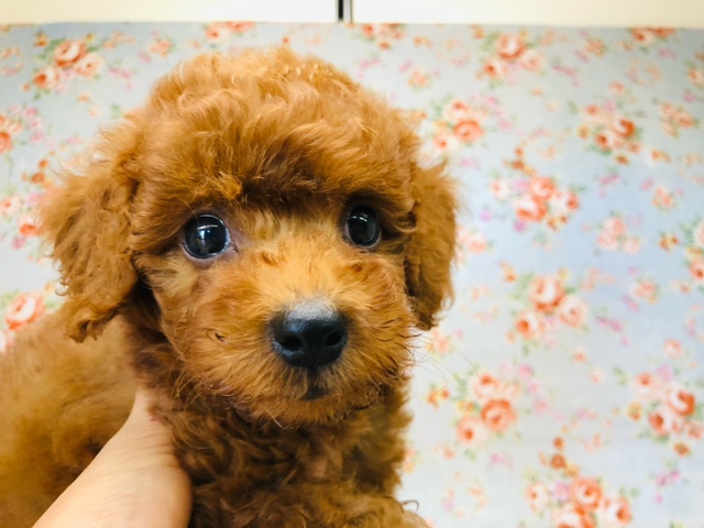 グイグイくるねぇ！プードルくんきたよ！