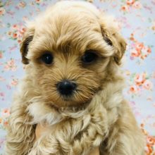 マイペースなマルプーくんいるよ！