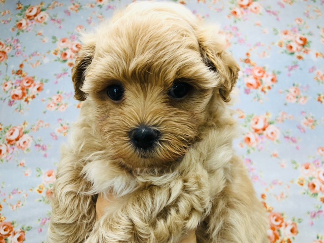 マイペースなマルプーくんいるよ！