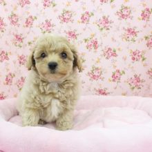 メロメロ待ったなし！？MIX（マルチーズ×トイプードル）・女の子！