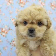 ぶちゃカワわんこ参上☆MIX(マルチーズ×ペキニーズ)・男の子！