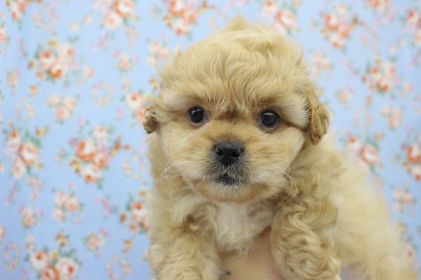 ぶちゃカワわんこ参上☆MIX(マルチーズ×ペキニーズ)・男の子！