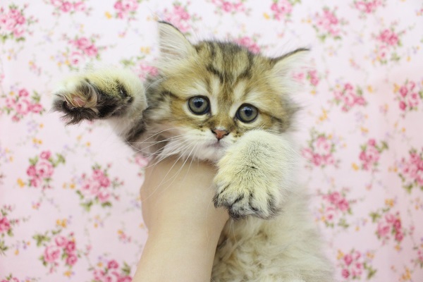 絶対的可愛さ！スコティッシュフォールド・女の子！