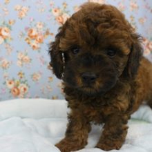 こんがりマフィン！？トイプードル・男の子！