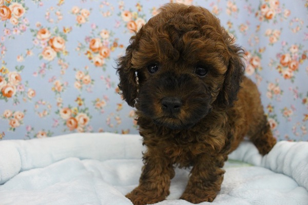 こんがりマフィン！？トイプードル・男の子！